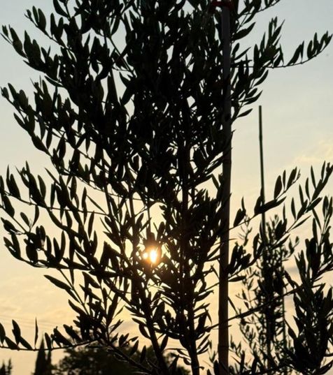 un jeune olivier avec en fond un coucher de soleil, au travers de ces branches