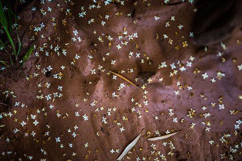 Photo montrant un sol brun humide parsemé de petites fleurs blanches d'olivier tombées au sol. On distingue quelques feuilles allongées et des herbes vertes sur les bords, ajoutant une touche naturelle et sauvage à la scène. L'ensemble crée une ambian