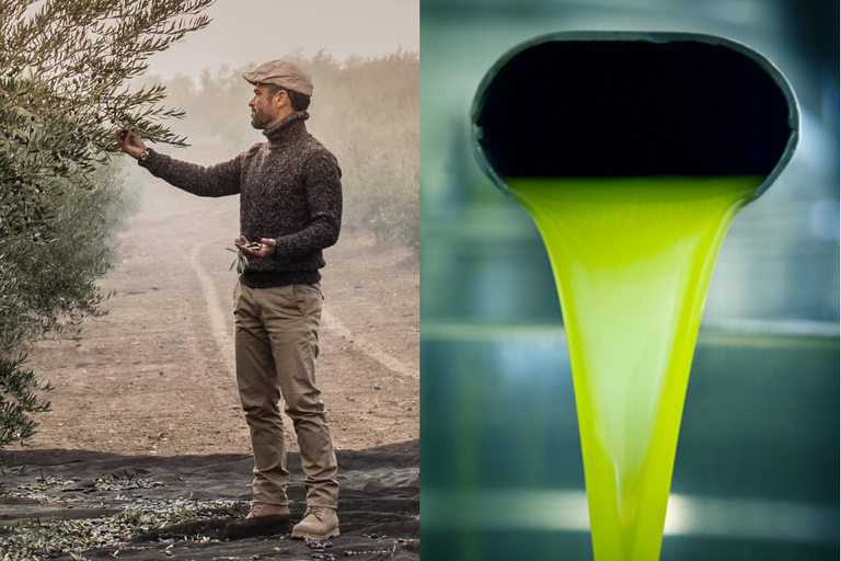 A man holds an olive branch in his right hand and olives in his left. He is standing in an olive grove. You can see olive oil being pressed, flowing out of the mill. Its color is bright green.
