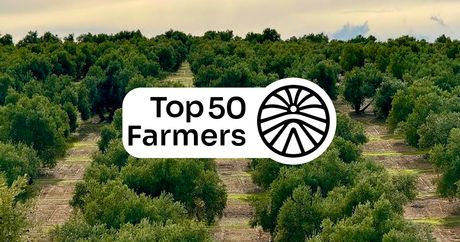 An agroforestry olive grove from the Nectar program in the background, with the Top 50 Farmers logo in the foreground.