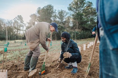 An old man and a young girl are planting a sapling together in an olive grove. They both wear boots. The man is wearing a cap and holding a hoe in his hand. The young girl is holding the sapling with her left hand and is wearing gloves.