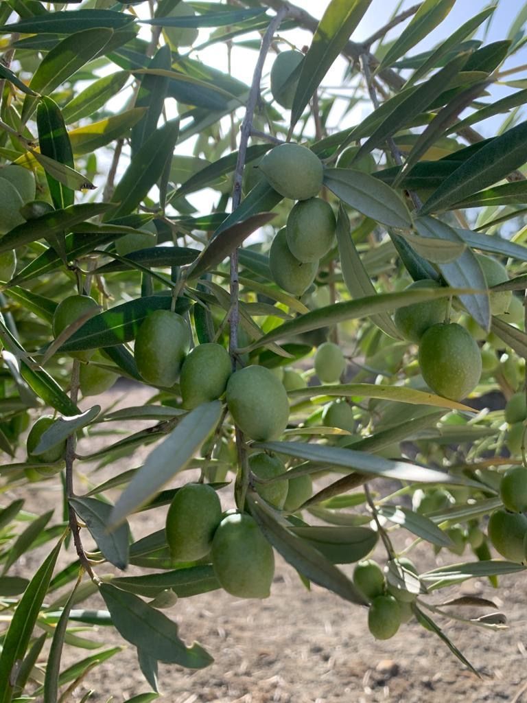 Olives Vertes Picual
