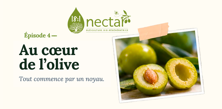 A green olive cut in half, revealing its pit and the different layers of the fruit.