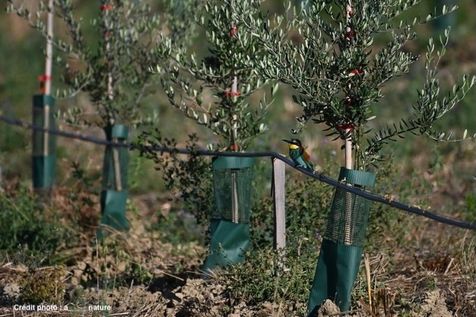 Oiseau Guêpier d'Europe vu de profil, posé entre des oliviers, sur un tuyau d'arrosage. En arrière plan, une plantation d'oliviers avec des tuteurs