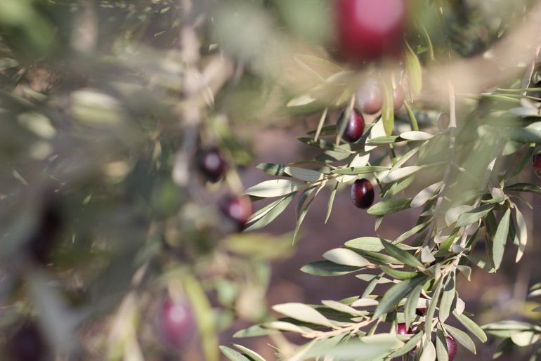 Olives Mûres2 1024x683