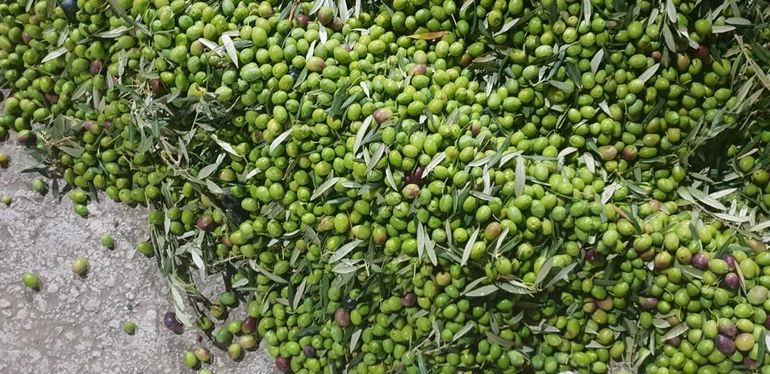 Olives Vertes