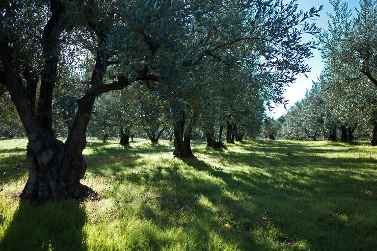 Olive grove with rows of mature olive trees casting long shadows on a carpet of vibrant green grass, illuminated by soft sunlight filtering through the leaves