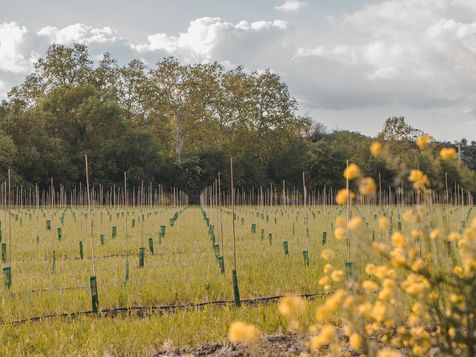 champs de plants d'oliviers avec des tuteurs en bamboo