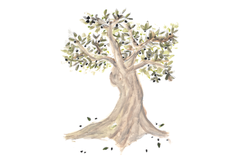 Watercolor painting of an olive tree, with green leaves and a few black olives