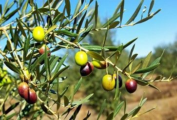 Olives Mûres
