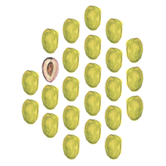 Aquarelles d'olive vertes