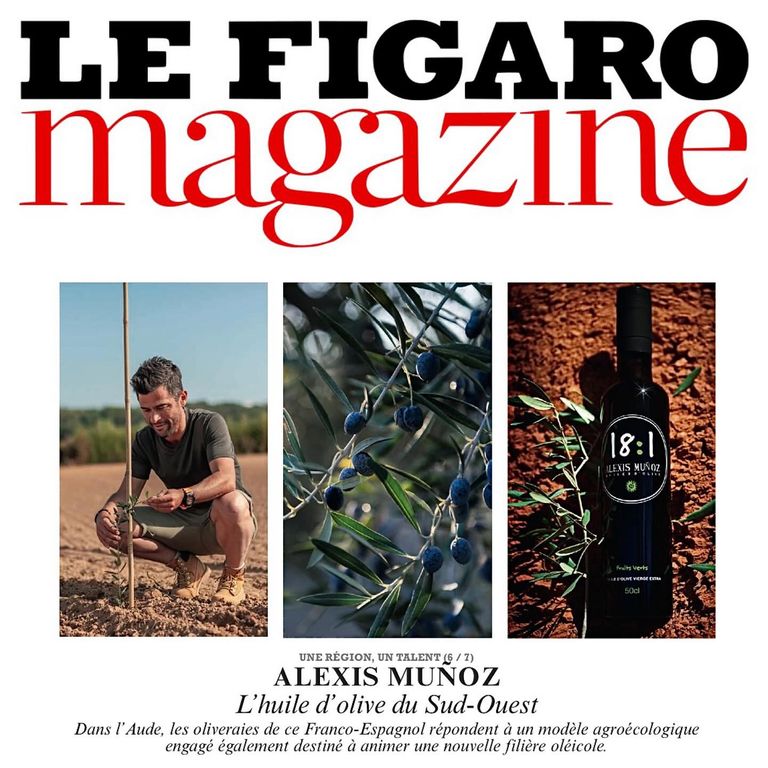 Le Figaro Magazine logo in black and red. 3 photos: Alexis Muñoz crouching in front of an olive tree, black olives on an olive tree with its dark green branches, a bottle of 18:1 olive oil on terracotta ground with an olive branch.