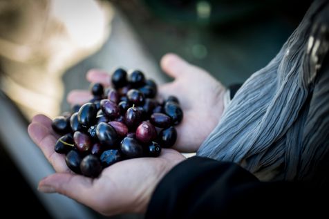 Olives noires violettes cueillies, dans les mains d'Alexis Muñoz