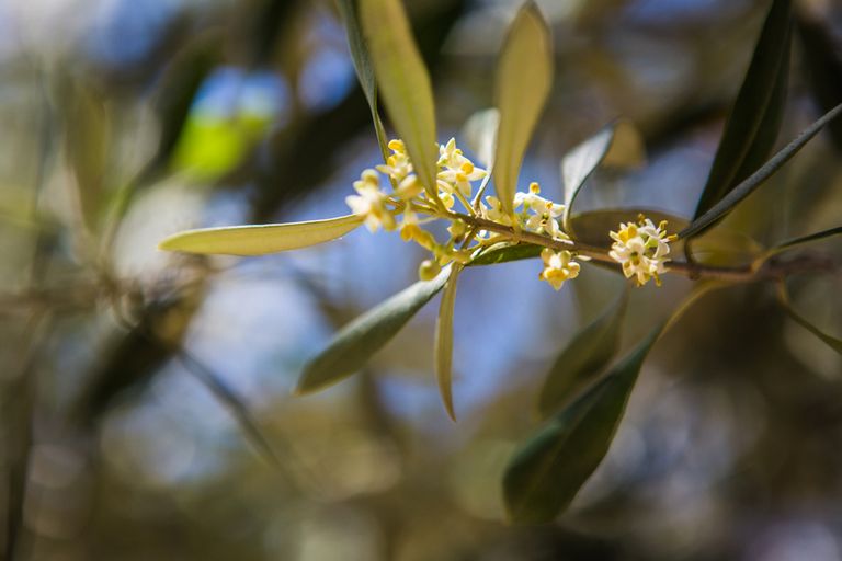 White olive tree flowers