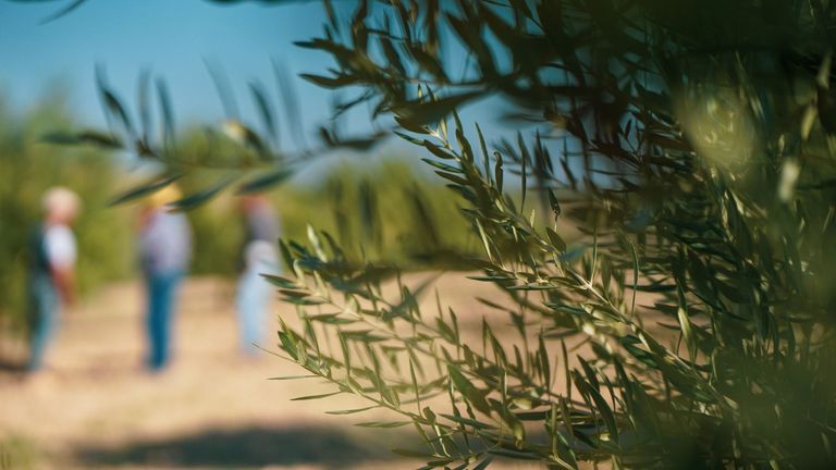 Close-up of olive leaves, with three men talking in the background.