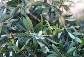 Close-up of olive leaves