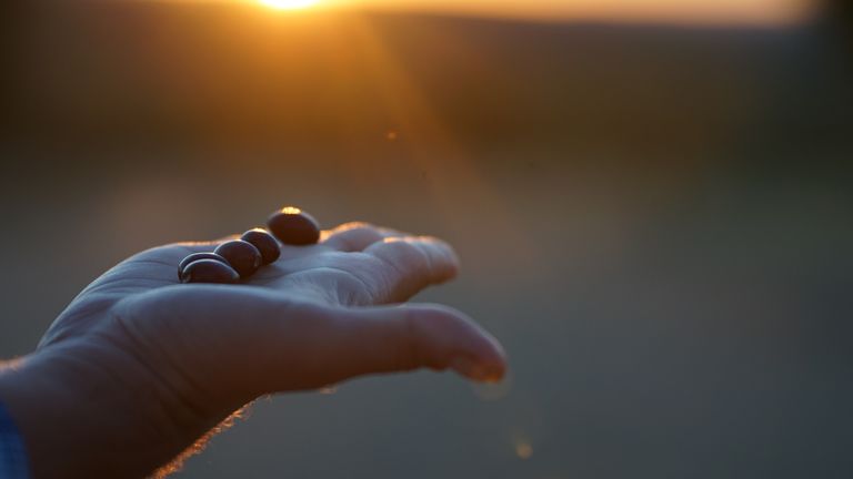A few black olives, illuminated by the warm light of a sunset in the background, resting in Alexis Muñoz's hand.