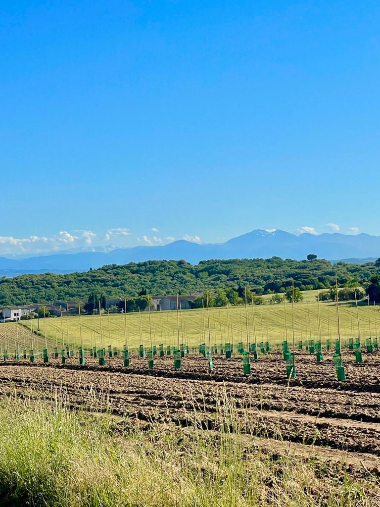 Fields of young olive trees with a view of the Pyrenees and a blue sky.