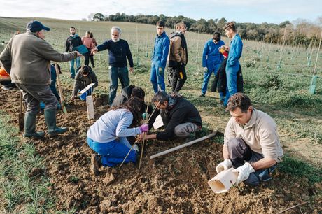 People in blue overalls and boots are working together on agricultural land to plant young seedlings. Some are digging the soil, while others are installing protections around the plants. The atmosphere seems collaborative.