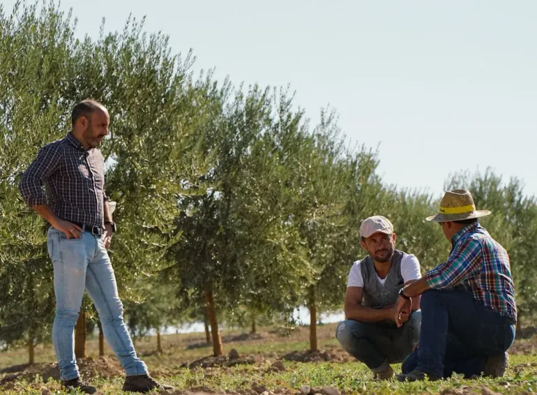 Men and Olive Trees