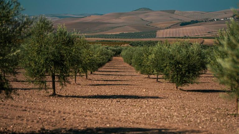 olive grove