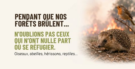Hérisson et rouge-gorge devant un incendie de forêt illustrant la protection de la biodiversité