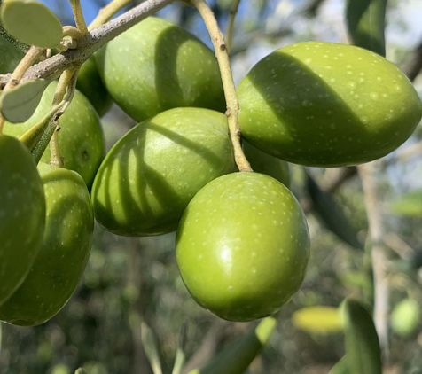 Gros plan sur des olives vertes, variété Picual, encore accrochées aux branches de l'olivier.
