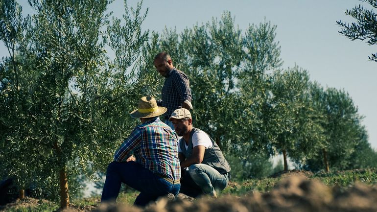 Deux hommes accroupis, dont Alexis Muñoz, et 1 homme debout, dans un champ d'oliviers, en train de discuter. Le paysage est lumineux et verdoyant, avec des rangées d'oliviers s'étendant à perte de vue sous un ciel clair.
