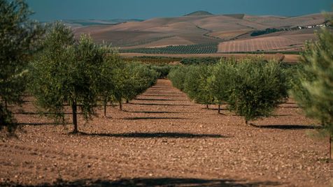 Champs d'oliviers