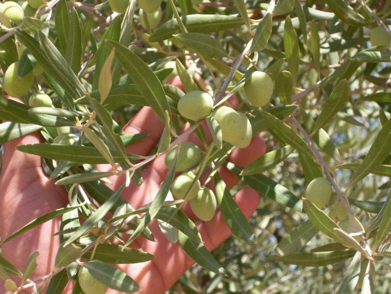 Olive Groove 4 1024x768