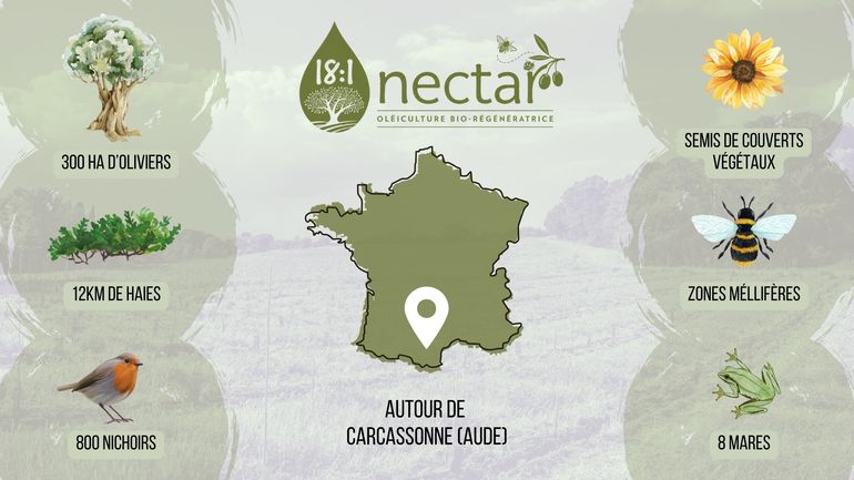 Chiffre Clé Nectar