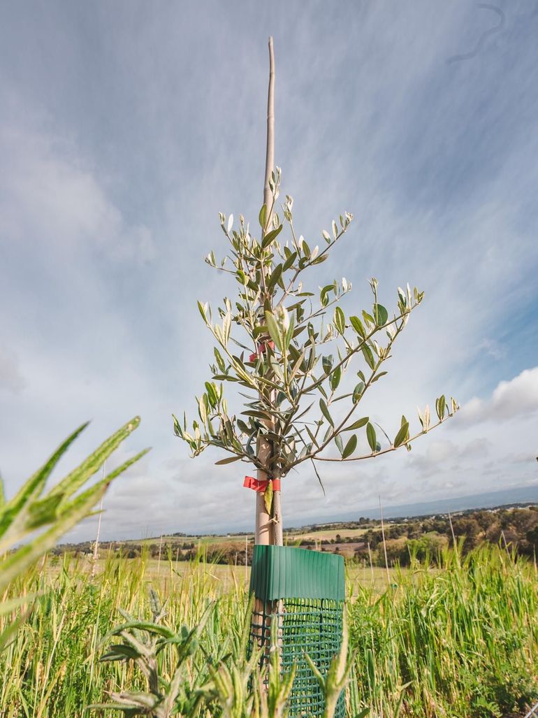 olive tree 2025