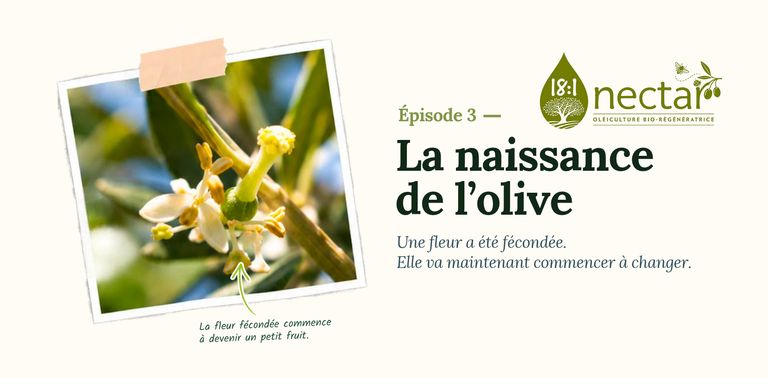 Olive flower after fertilization, the first stage in the formation of a young olive.