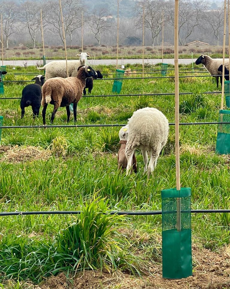 Sheep in an olive field grazing on the grass