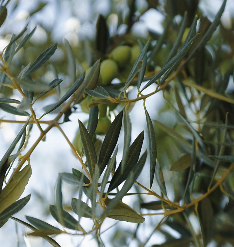 Zoom sur des olives vertes, encore sur son olivier.