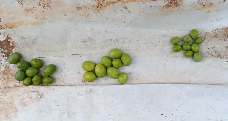 Three small piles of green olives placed on a white wooden table, seen from a low-angle view