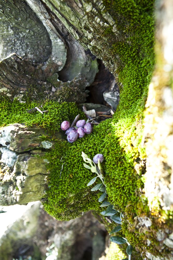 Close-up of a tree trunk covered in vibrant green moss, with a cluster of purple olives resting on the mossy surface, surrounded by textured bark and sunlight filtering through.
