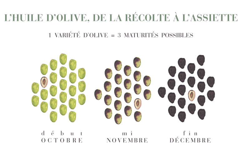 Aquarelles reprenant les 3 états du maturité de fruit en fonciton de leur mois de récolte.