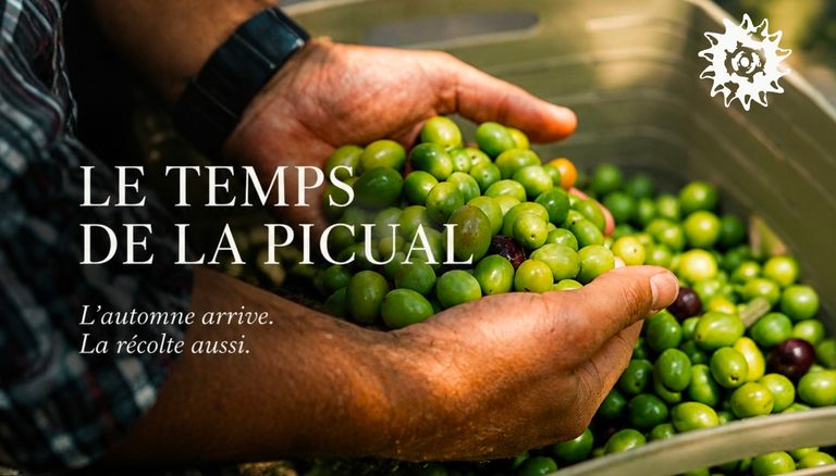 Olives vertes Picual dans les mains d'Alexis