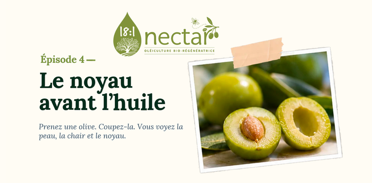 Olive verte coupée en deux montrant les différentes parties du fruit : peau, pulpe et noyau.