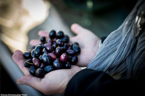 Olives noire dans le creux de la main