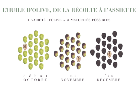 Aquarelles reprenant les 3 états du maturité de fruit en fonciton de leur mois de récolte.