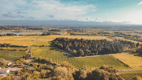 Champs d'oliviers vue du ciel