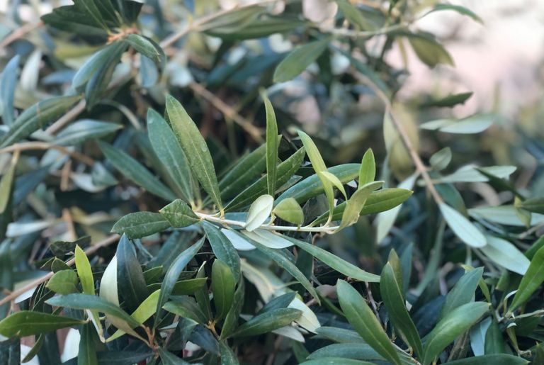 Close-up of olive leaves