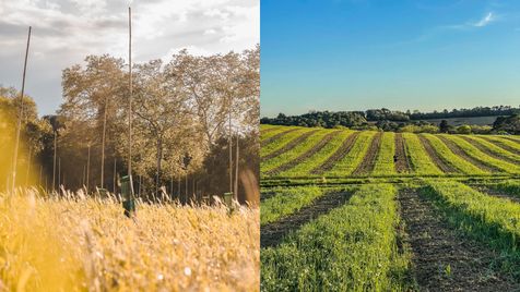 Rangée de plants d'oliviers. Champs avec couverts végétaux