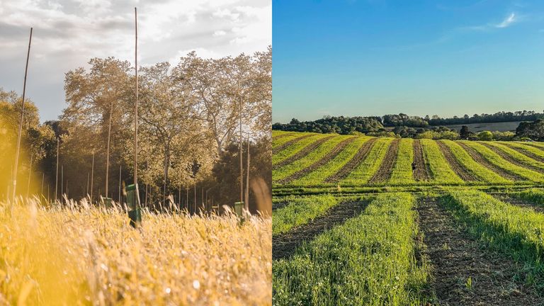 Rangée de plants d'oliviers. Champs avec couverts végétaux