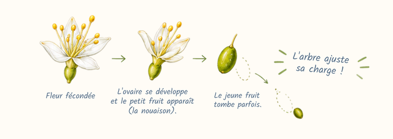 La Naissance Fr