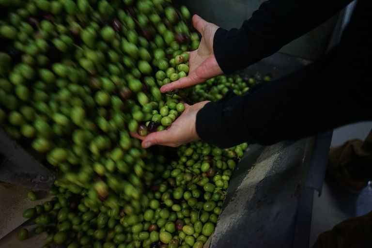 Alexis Muñoz en train de manipuler des olives vertes dans un moulin lors la de production, avec un flux d'olives tombant dans un récipient métallique. 