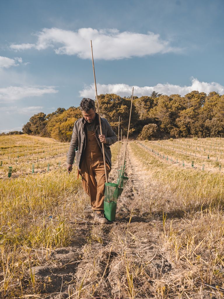 Alexis Muñoz plantant des pousses d'olivier en agro-écologie dans le cadre du programme NECTAR, visant à recréer une filière oléicole en France