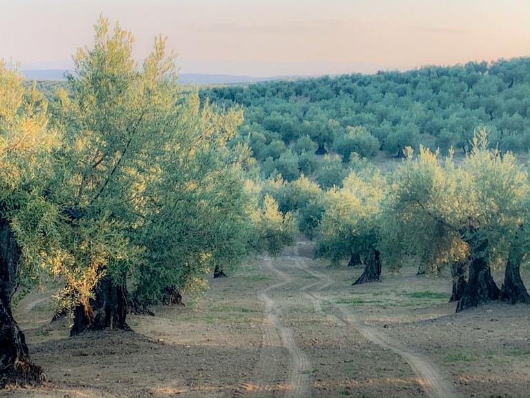 Olive grove
